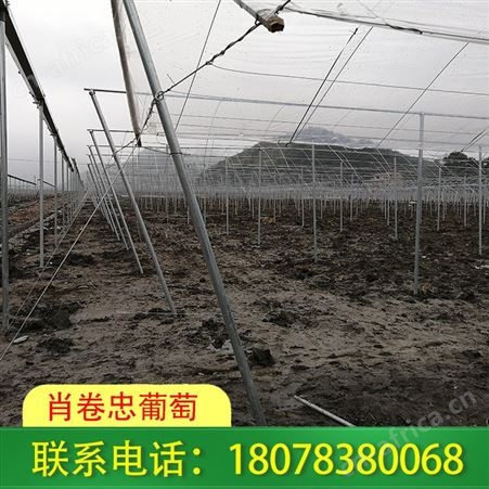 梧州全钢架连栋大棚选择肖卷忠优势明显