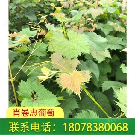 阳光玫瑰葡萄苗基地供应至桂林平乐