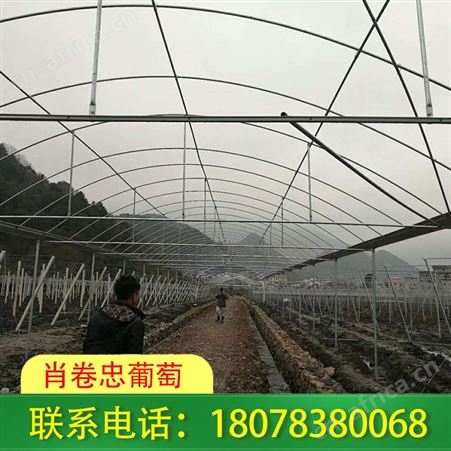 崇左钢架结构连栋大棚厂家设计新颖