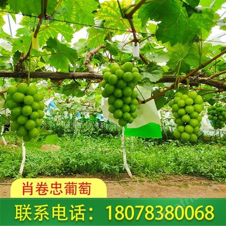 广西桂林兴安葡萄基地供应阳光玫瑰，价格便宜
