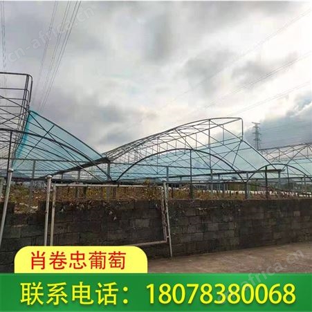 广西梧州Po膜\聚乙烯葡萄常用膜现货直发