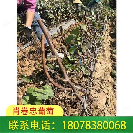 恭城蓝宝石葡萄苗批发——肖卷忠基地种植
