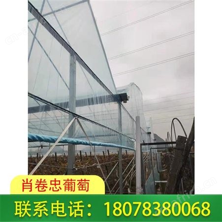 广西Po膜-日光温室大棚-葡萄棚常用