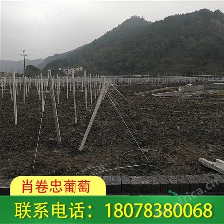 水泥杆连体小棚 广西北海 葡萄棚架工程承接