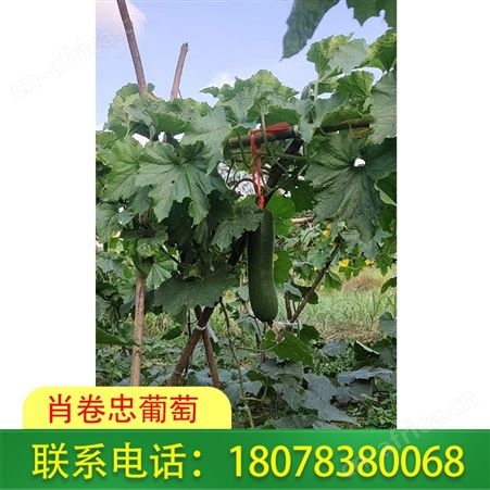 广西绿优铁柱冬瓜批发——桂林市区可代收价格好