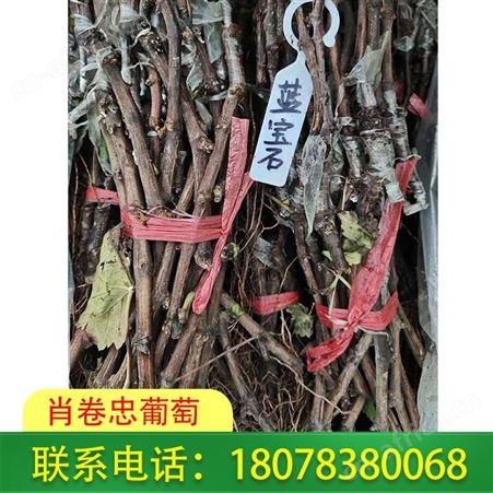 来宾蓝宝石葡萄苗批发选择肖卷忠让您更放心