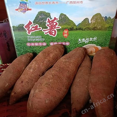 山 西蜜薯中大果农家自种香甜红薯新鲜地瓜 顺来