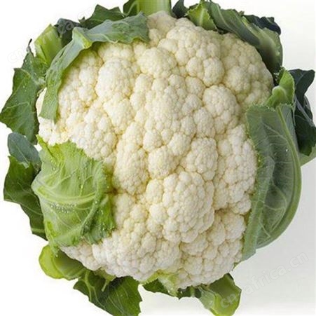 速冻蔬菜 白菜花冷冻 冷藏绿花菜 有机冻生鲜供应