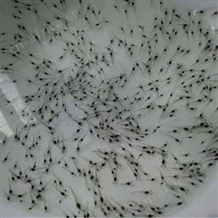 淡水南美白对虾工厂化养殖 专人指导 实地考察