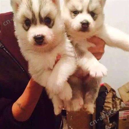 成年哈士奇犬 农家散养纯正血统宠物狗 提供技术指导 明茂