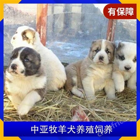 中亚牧羊犬养殖饲养 胸围60cm 体长105cm 体高75cm