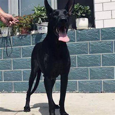 农家养殖成年黑狼犬 宠物犬幼崽 生长速度快 饲养简单
