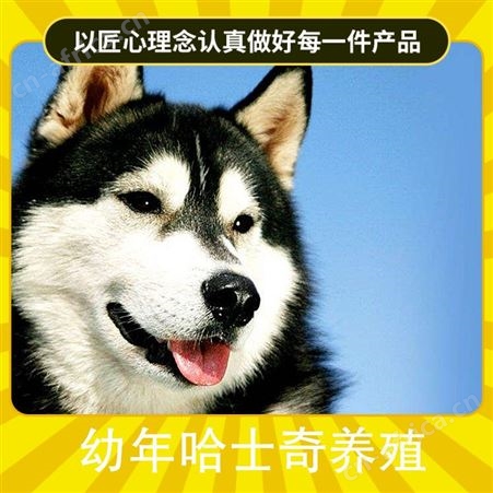 幼年哈士奇养殖 公母均有 品种哈士奇犬 胸围34cm
