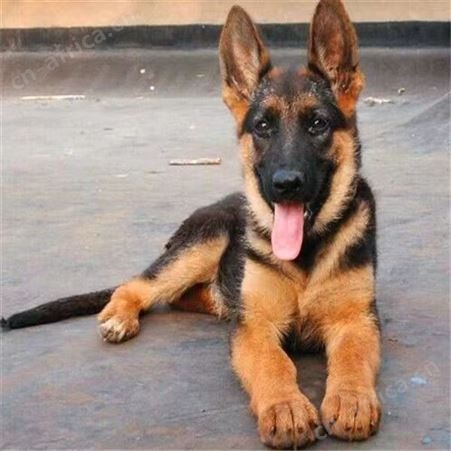 德牧幼犬 牧羊犬 德国黑背 双血统 活泼可爱 放牧牛羊 明茂