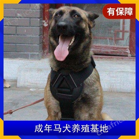 成年马犬养殖基地 品种马里努阿犬 体长50cm 体重28kg