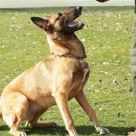 改良散养双血统成年马犬养殖 抗病能力强 科学饲养