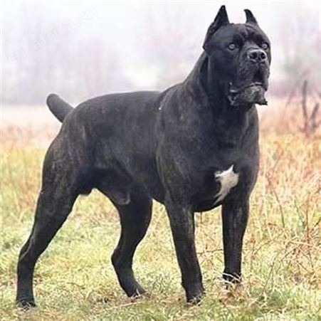 成年大骨骼看家护卫犬 宠物卡斯罗犬种犬养殖 行动灵活 明茂