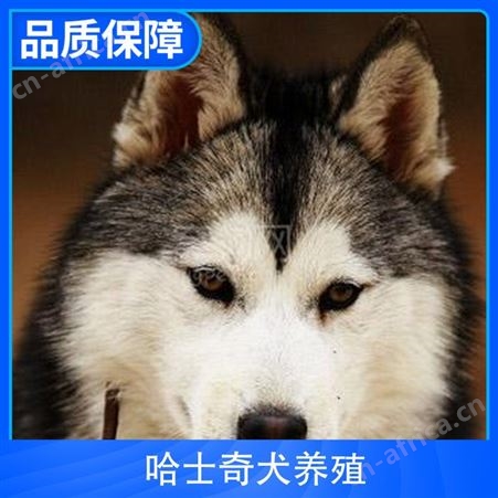 哈士奇犬养殖 胸围67cm 公母均有 毛色灰色 体长95cm