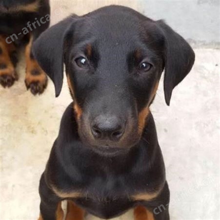 大型血统杜宾犬 德系杜宾幼犬 适应能力强 明茂供应 饲养简单