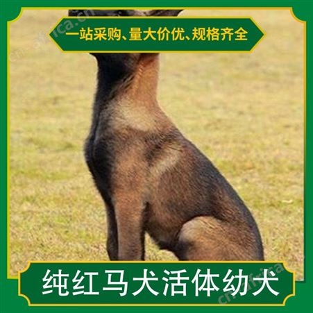 纯红马犬活体幼犬 狗狗品种马犬 毛色黑色 黄色 公母均有