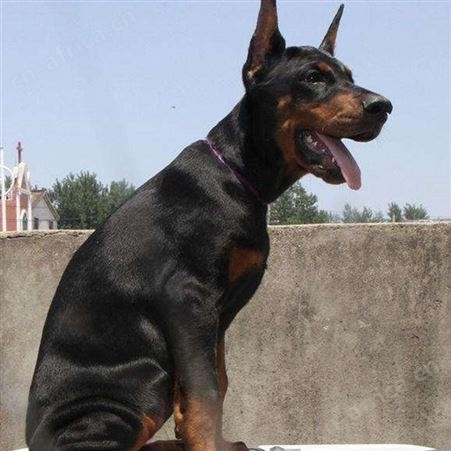 大型血统杜宾犬 德系杜宾幼犬 适应能力强 明茂供应 饲养简单