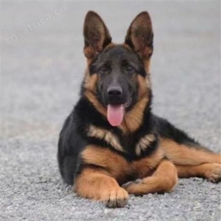 德牧幼犬 牧羊犬 德国黑背 双血统 活泼可爱 放牧牛羊 明茂