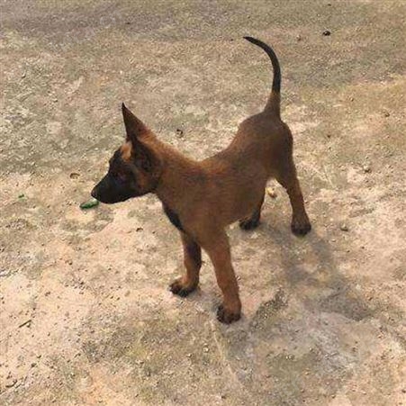 改良散养双血统成年马犬养殖 抗病能力强 科学饲养