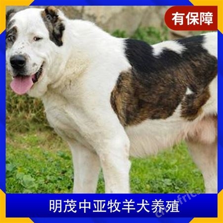 明茂中亚牧羊犬养殖 公母均有 品种中亚牧羊犬 胸围58cm