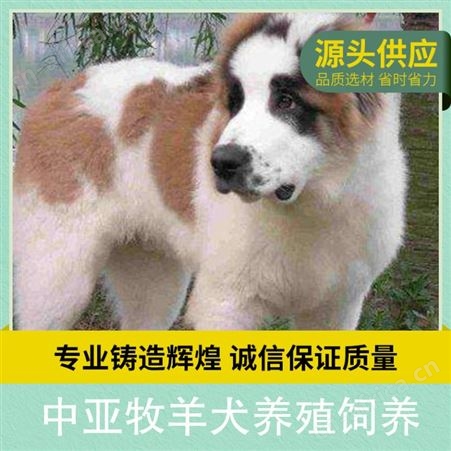中亚牧羊犬养殖饲养 胸围60cm 体长105cm 体高75cm