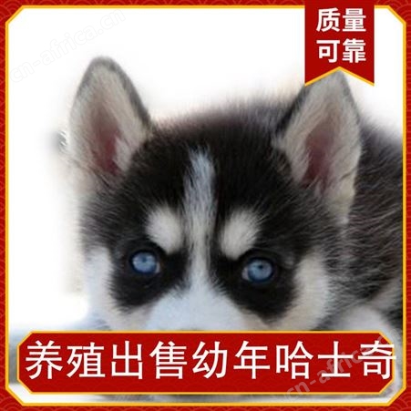 养殖出售幼年哈士奇 规格成年 胸围55cm 体长78cm