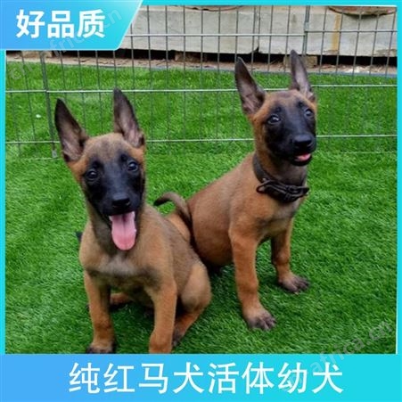 纯红马犬活体幼犬 狗狗品种马犬 毛色黑色 黄色 公母均有