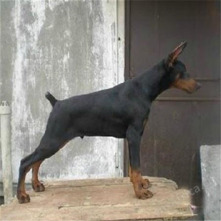 立耳成年杜宾犬 活体散养杜宾幼犬 生长发育快 好养易活