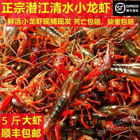 小龙虾活的包邮鲜活活虾潜江水产养殖稻田淡水虾清水虾青红虾