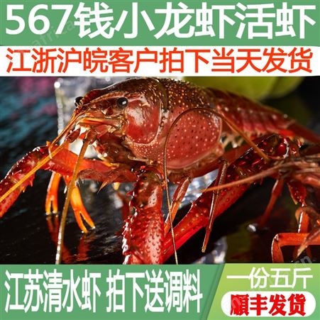 5斤567钱麻辣小龙虾鲜活活虾清水龙虾新鲜淡水青虾红虾生鲜大