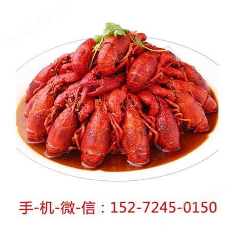 5斤567钱麻辣小龙虾鲜活活虾清水龙虾新鲜淡水青虾红虾生鲜大