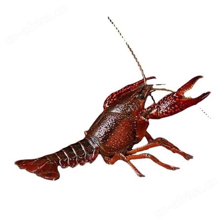小龙虾活的包邮鲜活活虾潜江水产养殖稻田淡水虾清水虾青红虾