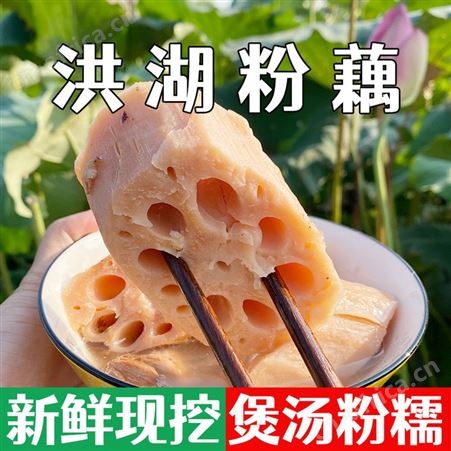 正真蝴北洪蝴莲藕特产粉藕煲汤清水红藕脆藕片九孔糯米藕新鲜现挖