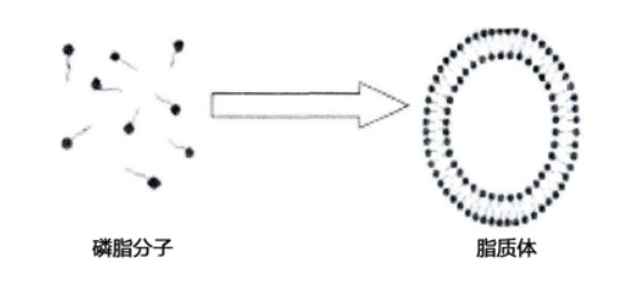 脂质体包封率低场核磁法快速检测 脂质体包封率低场核磁法快速检测